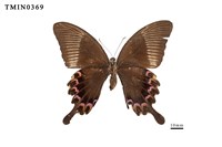 Papilio paris nakaharai Collection Image, Figure 3, Total 4 Figures